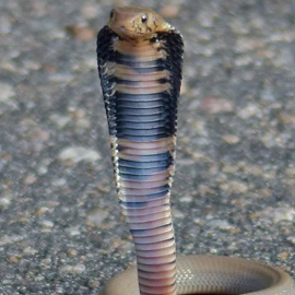  Cobra escupidora de Mozambique (Naja mossambica). Wikimedia Commons / Bernard DUPONT, CC BY-SA