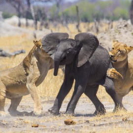  Paul Funston/Panthera