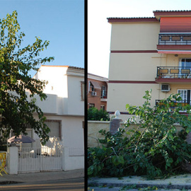  El antes y el después de una de las moreras quie dan nombre a la localidad