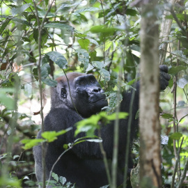 Imagen de archivo de un gorila. Steeve JORDAN / AFP