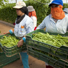  Trabajadoras en un invernadero. Foto/Efeagro/ Zacarías García
