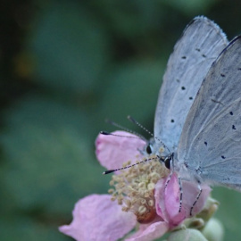 Náyade (‘Celastrina argiolus’). Pau Colom, Author provided