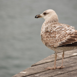 Si las aves migran, ¿por qué yo no puedo migrar? Foto: Patricia Páez.