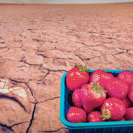  El boicot a la fresa procedente de regadíos ilegales era más que previsible. - Campact