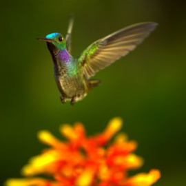  Crédito de la fotografía: Louis Schwartzberg