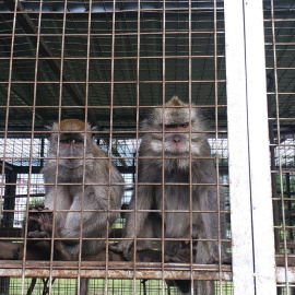  Macacos rescatados del mercado ilegal de especies de Indonesia en el centro de rescate y rehabilitación de macacos de Jakarta Animal Aid Network.- JAKARTA ANIMAL AID NETWORK