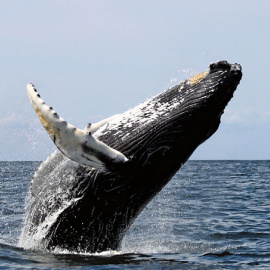 ballena