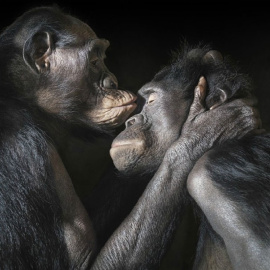 Crédito de la fotografía: Tim Flach -- https://timflach.com/