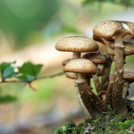 mushrooms-g6cd8a64b0_1920