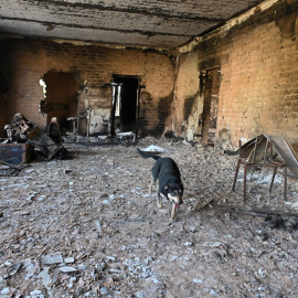  Un perro callejero camina en una escuela destruida en la aldea de Vilkhivka, cerca de Kharkiv, el 25 de mayo de 2022, en medio de la invasión rusa de Ucrania. SERGEY BOBOK / AFP