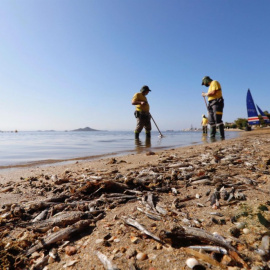  Peces muertos en la playa de Murcia. - Juan Carlos Caval / EFE.
