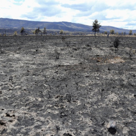  Efectos del incendio en la Sierra de la Culebra (Zamora). - Mariam A. Montesinos / EFE