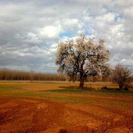 "Pasear entre almendros florecidos" (@R_werock)