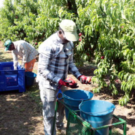 Recollida de préssec a Alcarràs. SALVADOR MIRET.