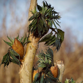 Daños de las heladas tardías en árboles del Jardín Botánico de Múnich (Alemania). / Constantin Zohner