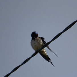  Al ver la primera golondrina del año! (@Xilefnook)