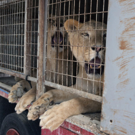 Los dos jóvenes leones entregados a la Fundación Internacional AAP Primadomus. EFE