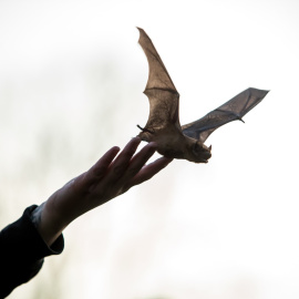 Un murciélago en una imagen de archivo. / EFE