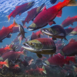 Grupo de salmones rojos del Pacífico antes de volver a desovar en la bahía de Bristol en Alaska. / Jason Ching/University of Washington