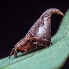 Araña Sombrero de Harry Potter./ESF