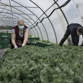 Dos trabajadores recolectan lechugas en A Coruña. ALBA CAMBEIRO