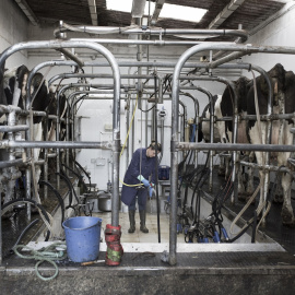 Una mujer trabaja en un matadero gallego.  ALBA CAMBEIRO