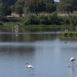 Flamencos y otras especies diferentes de aves que viven en el entorno del Parque Nacional de Doñana en el término municipal de Almonte (Huelva).- David Arjona / EFE