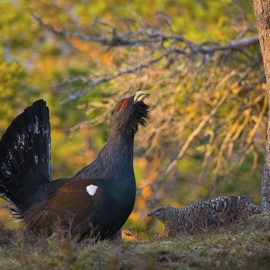 Muerte un macho urogallo en Huesca tras ser acosado por turistas con cámaras / EFE
