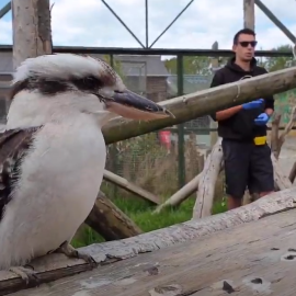 Aves del zoo Borth Wild Animal Kingdom./ Youtube.