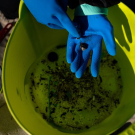  Voluntarios hacen una recogida de pellets de la arena, a 7 de enero de 2024, en A Coruña.- EP