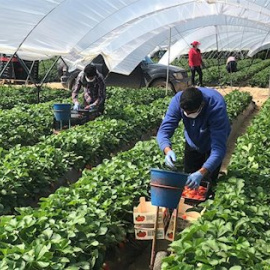 Imagen de trabajo en un invernadero. (EUROPA PRESS)