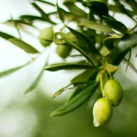 El precio del aceite de oliva cae a mínimos históricos en el campo y se dispara en el súper