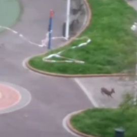 Un corzo corre por Bilbao durante el confinamiento.
