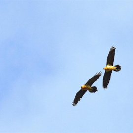 Liberado un nuevo ejemplar en Benia de Onís. FUNDACIÓN PARA LA CONSERVACIóN DEL QUEBRANTAHUESOS