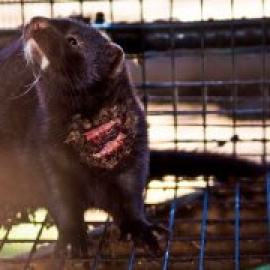 Granjas de visones, una bomba contra la biodiversidad y el bienestar animal