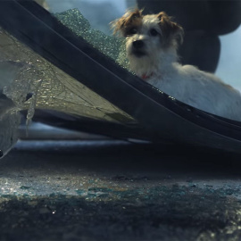 Un perro en un accidente de tráfico, dentro de la campaña para pedir la reforma del Código Civil.