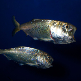 El ADN del arenque Atlantic menhaden se ha encontrado en todas las muestras de agua tomadas en Nueva York./ ENCYCLOPEDIA OF LIFE
