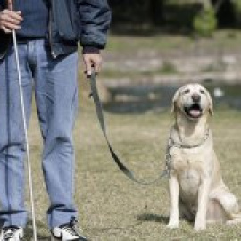Acuerdan aumentar la protección de los animales en Euskadi con la regulación de los sacrificios y multas de hasta 100.000 euros