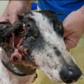 Una asociación animalista encuentra una galga "comida a bocados" y denuncia el maltrato que reciben estos perros