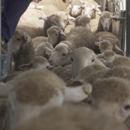 Corderos siendo cargados en el puerto de Cartagena / Igualdad Animal