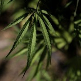 Pacientes de cannabis medicinal piden la reapertura de los clubes de usuarios para no recurrir a traficantes