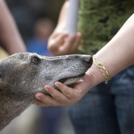  Imagen de un galgo. EFE/ Jorge Zapata/ARCHIVO