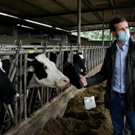 El líder del PP, Pablo Casado. de visita en una explotación láctea en el municipio de Cospeito (Lugo). Fuente: PP