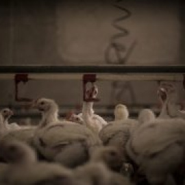 Los pollos que comemos, el maltrato animal que desconocemos