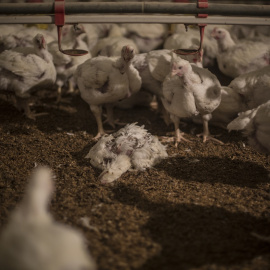 El cuerpo de pollo muerto permanece en el suelo de una granja intensiva de España./ Jairo Vargas