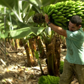 En la imagen, un agricultor traslada un manojo de plátanos.