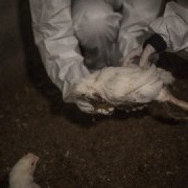 Las crudas imágenes del sufrimiento animal en las granjas de pollos