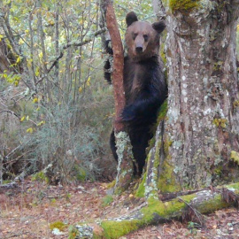 Imagen del oso pardo macho grabado en el Macizo Central Ourensán. / Zeitun Films