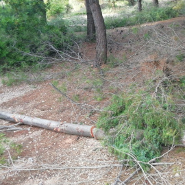Una imatge dels danys que provoca el projecte, com ara tala de pins. SALVEM LA RENEGÀ