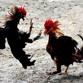 Imagen de archivo de una riña de gallos. EFE